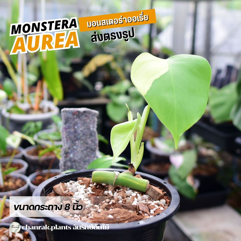 ออเรี่ย (Monstera Borsigiana Aurea มอนสเตอร่าด่างเหลือง)