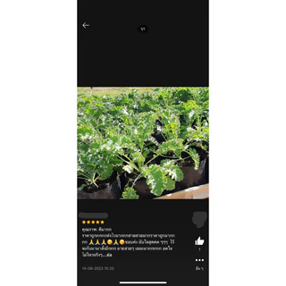 เมล็ดพันธุ์ เคลใบหยิก 100 เมล็ด [ 10แถม2 ]คละได้