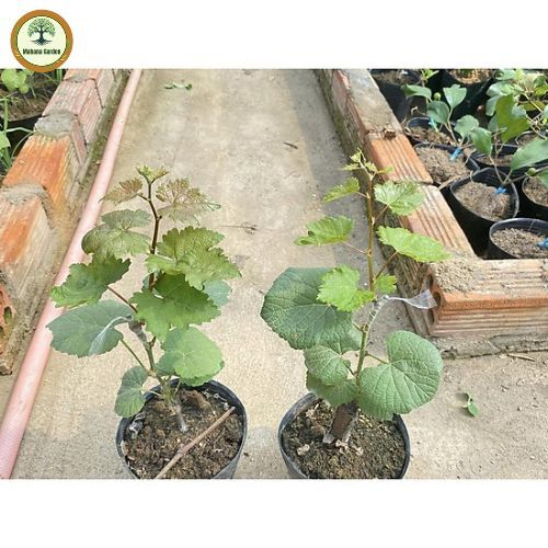 องุ่นแดงคริมสันออสเตรเลีย อันโด่งดังมีรสชาติหวาน, กรอบเป็นพิเศษ ต้นกล้าสูง 60-80 ซม - รูปที่ 6