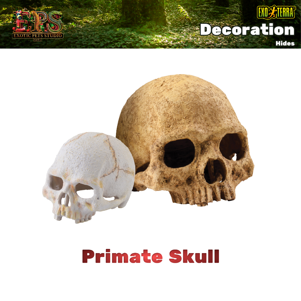 Exo Terra Primate Skulls ที่ซ่อนตัวรูปแบบกระโหลกไพรเมท (S / M)