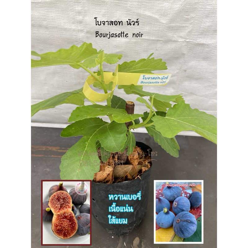 ต้นโบจาสอท นัวร์ ต้นมะเดื่อกระถาง6“ ตอบราวตุรกี/Bourjasotte noir figs tree