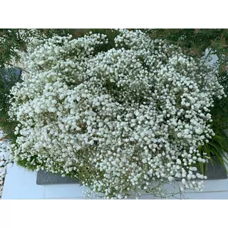 ดอกยิปโซแห้ง (กำเปล่า) สวยๆ คัดพิเศษเพื่อลูกค้าอบแห้งพอประมานก้านยังสีเขียว