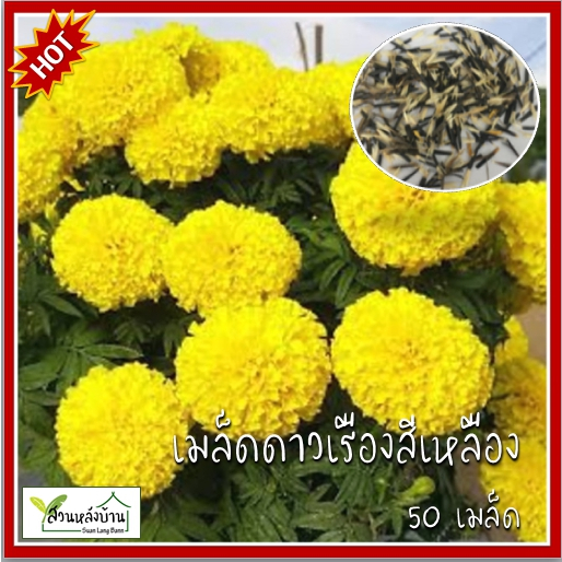 50 เมล็ด ดาวเรืองสีเหลือง ดอกใหญ่ เมล็ดดาวเรืองสีเหลือง เมล็ดดาวเรือง ดาวเรือง