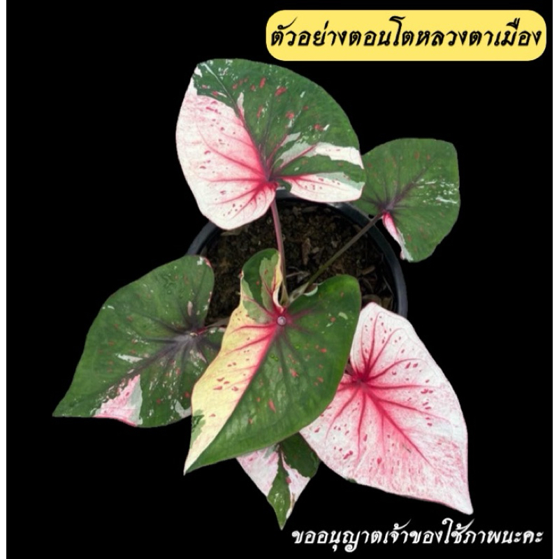 หลวงตาเมืองแผลง หลวงตาเมืองบอนสี ไซส์เบบี้ ไม้ด่างแรร์