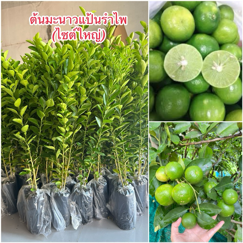 ต้นมะนาวแป้นรำไพ (ไซต์ใหญ่60เซน)