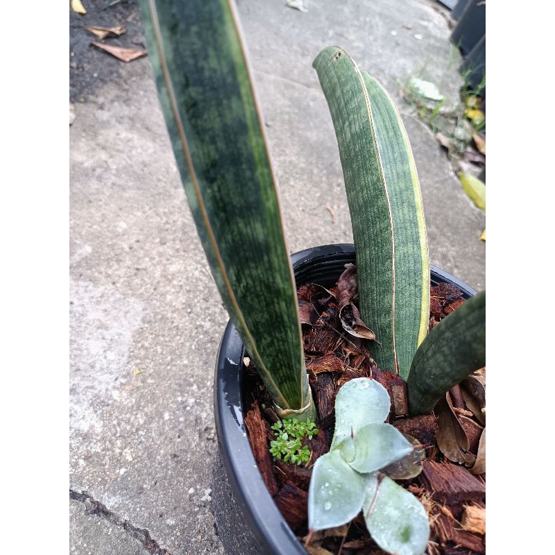 Sansevieria Baseball Bat Variegata ลิ้นมังกรเบสบอลล์ แบท ด่าง