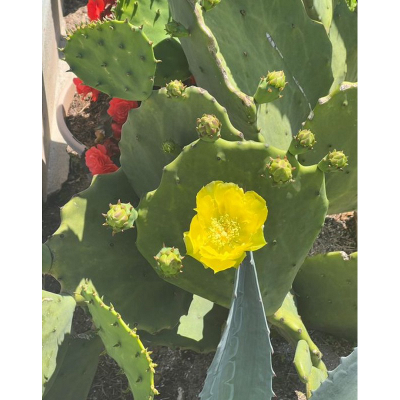ตัดสดโอพันเทียโอลแม๊กซิโก ผลและใบทานได้ opuntia old mexico