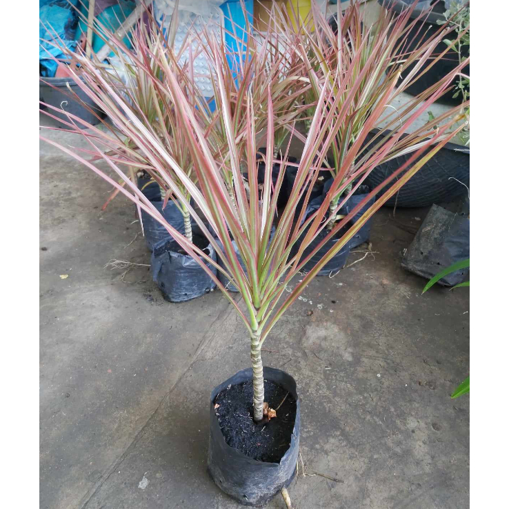 ขาย ต้นเข็มสามสี ถุงดำ 5 นิ้ว  สูง ประมาณ40-50 ซมขึ้นไป ต้นสวยแข็งแรง รับประกันตรงปกแน่นอนค่ะ