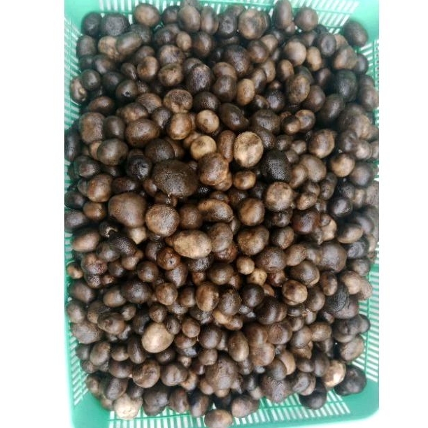เห็ดเผาะหนัง ต้มน้ำเกลือแล้วแพ็คสูญญากาศอย่างดี250 กรัม