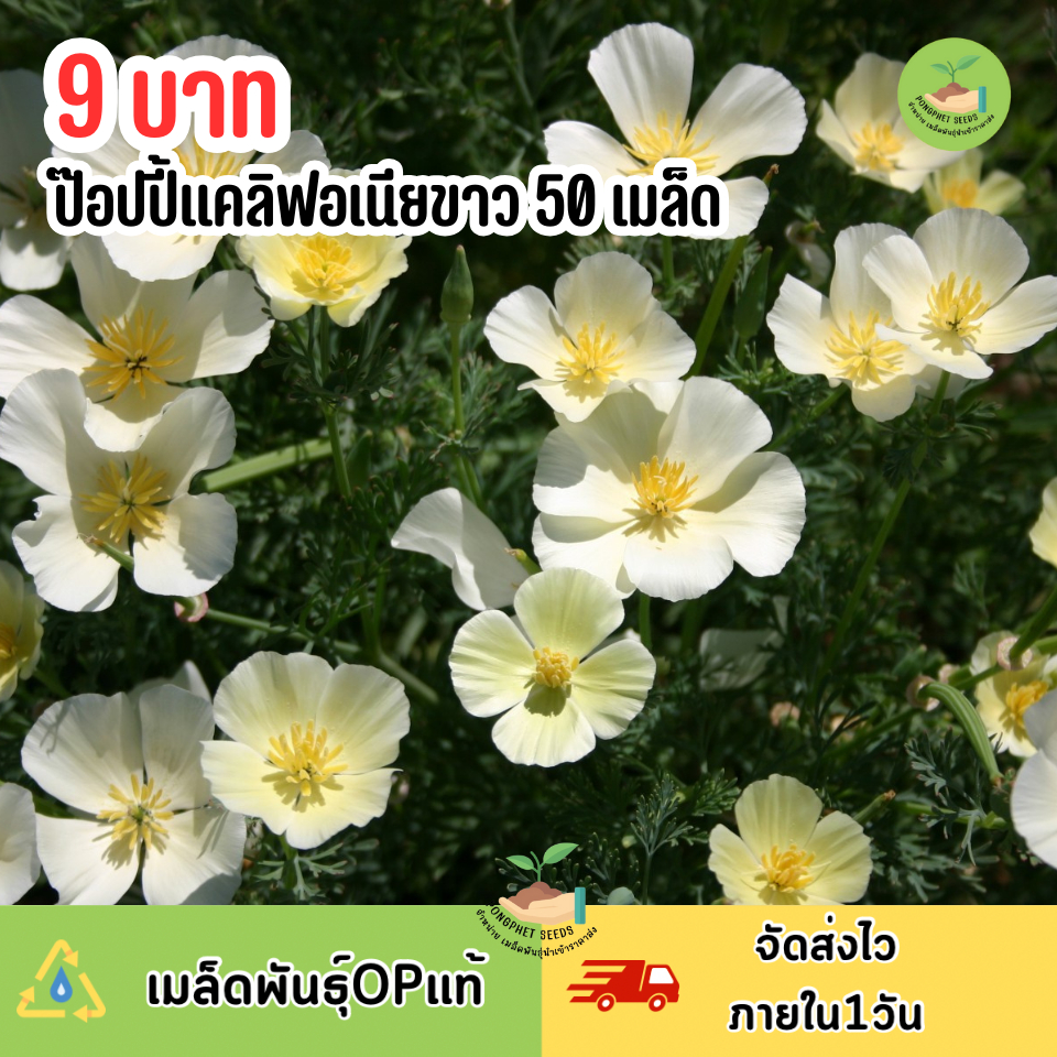 9บาท ป๊อปปี้แคลิฟอเนียขาว 50 เมล็ด