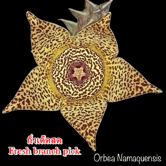 เก๋งจีน Orbea Namaquensis *กิ่งเด็ดสด* แคคตัส ไม้อวบน้ำ Cactus and Succulent