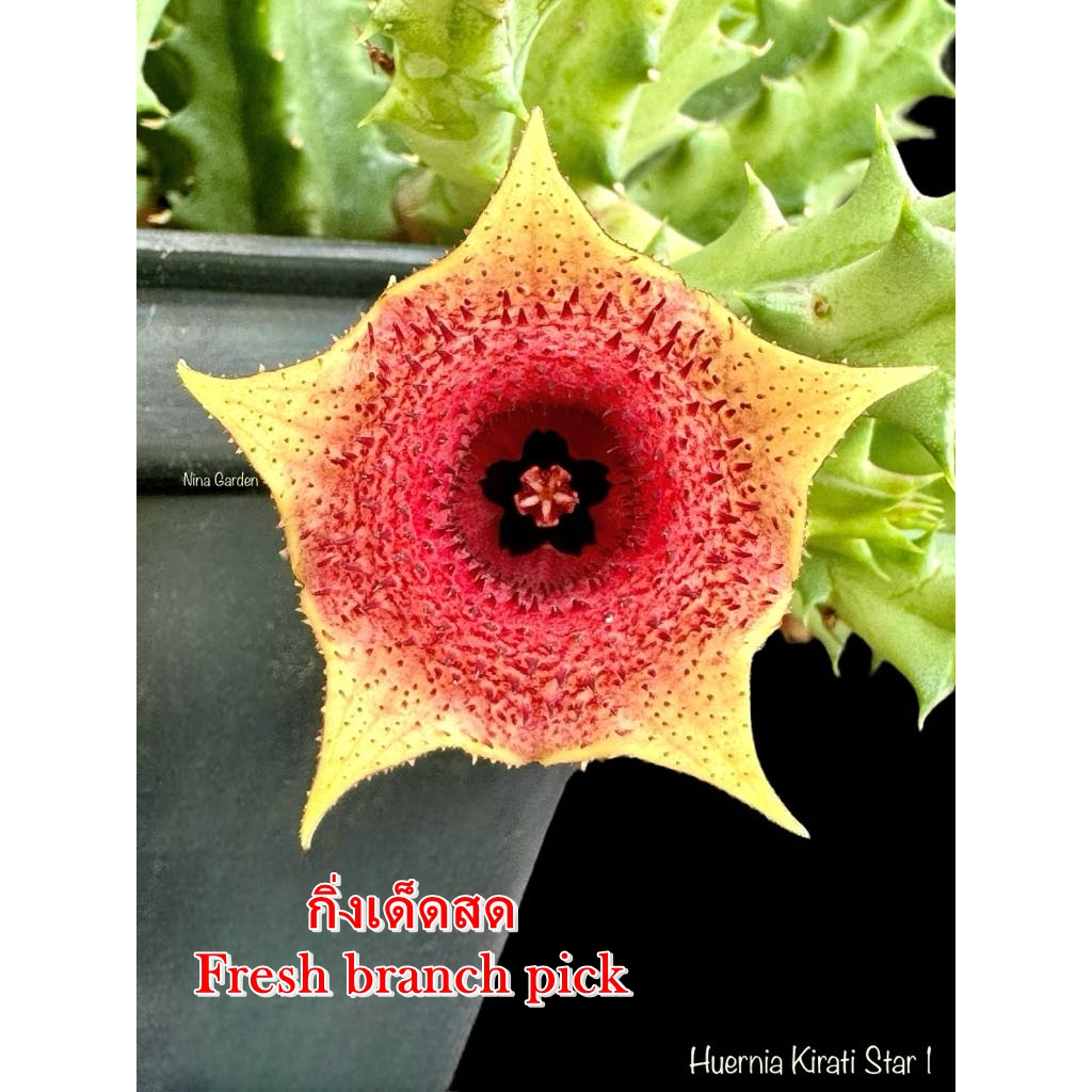 เก๋งจีน Huernia Kirati Star 1  *กิ่งเด็ดสด* แคคตัส ไม้อวบน้ำ Cactus and Succulent