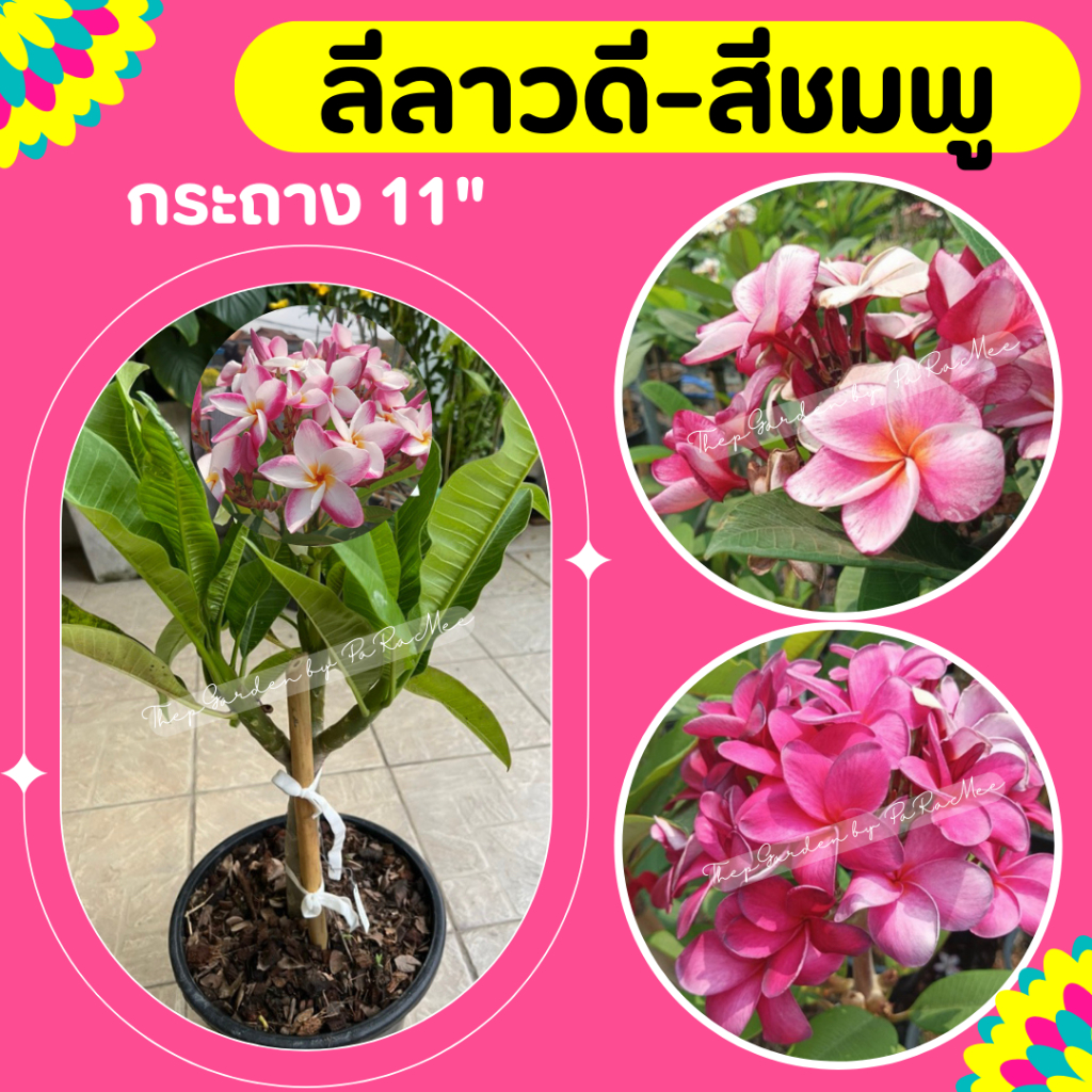 ต้นลีลาวดี ดอกสีชมพู กระถาง 11 นิ้ว
