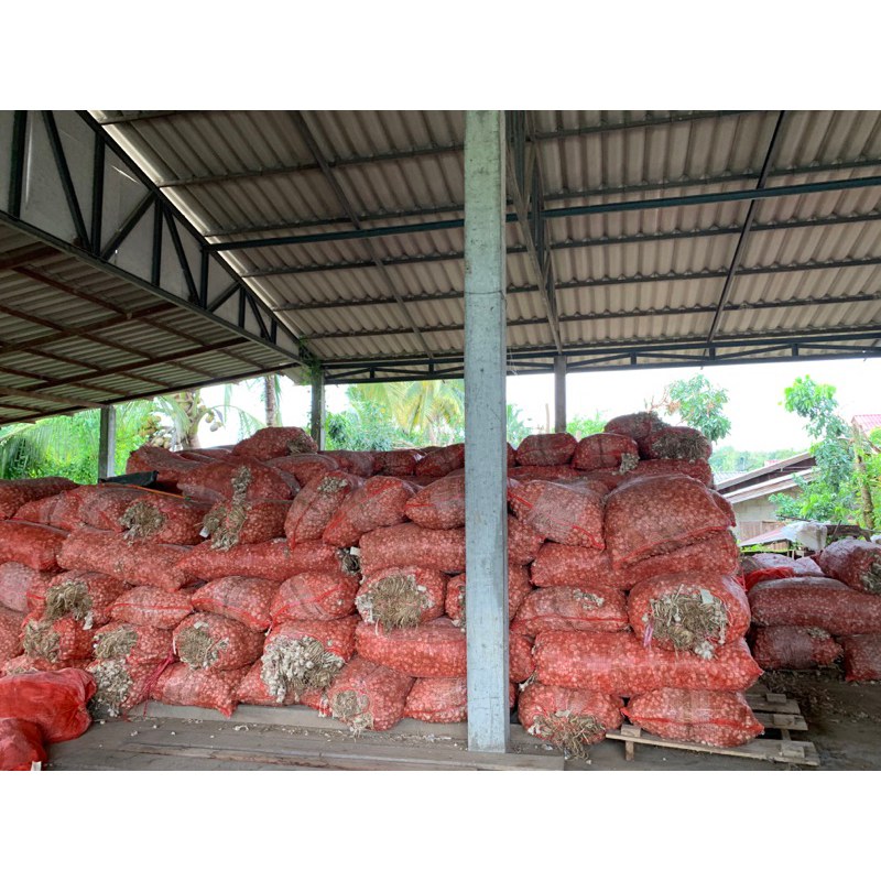 กระเทียมทำพันธุ์ พร้อมปลูก กระเทียมจุก อัตราการขึ้นสุง 1 กก. คัดคุณภาพ กระเทียมเชียงดาว - รูปที่ 3