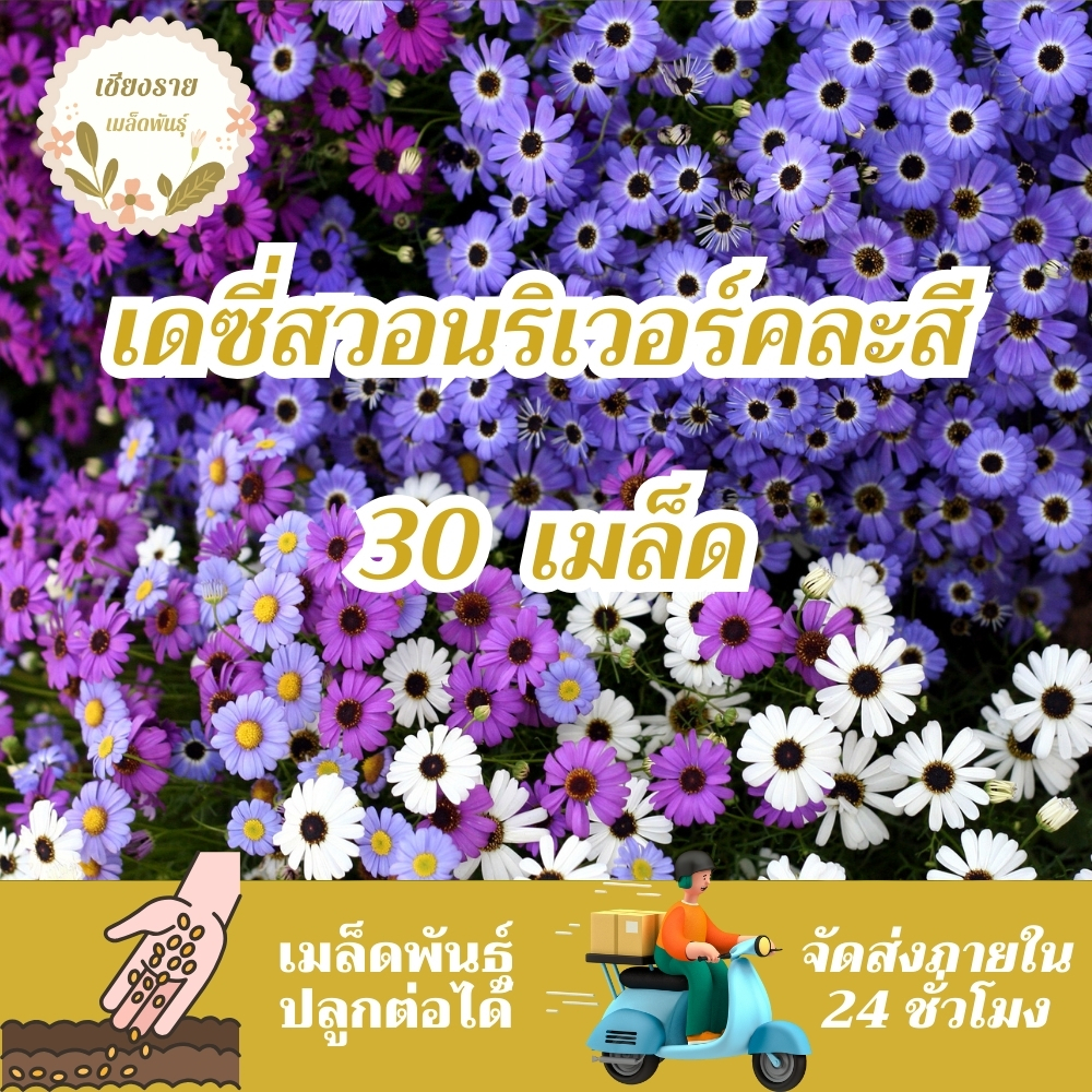 เมล็ดพันธุ์ เดซี่สวอนริเวอร์คละสี 30 เมล็ด Mixed Swan river Daisy เมล็ดพันธุ์แท้100% นำเข้าจากต่างประเทศ