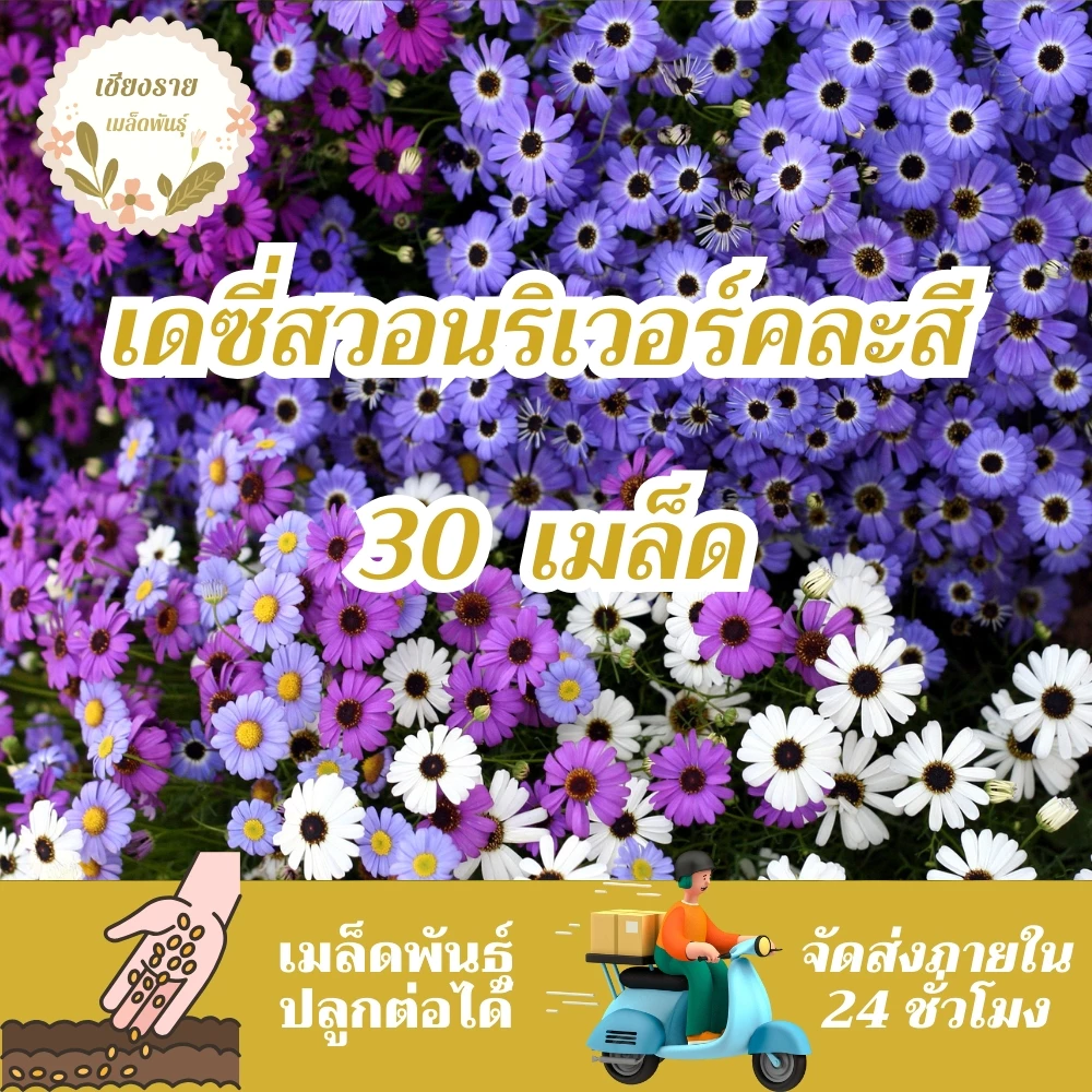 เมล็ดพันธุ์ เดซี่สวอนริเวอร์คละสี 30 เมล็ด Mixed Swan river Daisy เมล็ดพันธุ์แท้100% นำเข้าจากต่างประเทศ