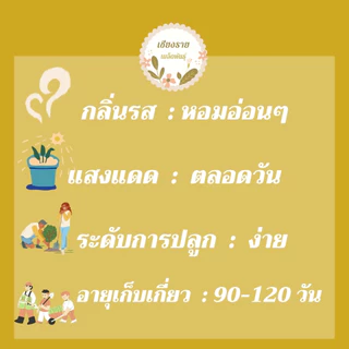 เมล็ดพันธุ์ เดซี่สวอนริเวอร์คละสี 30 เมล็ด Mixed Swan river Daisy เมล็ดพันธุ์แท้100% นำเข้าจากต่างประเทศ