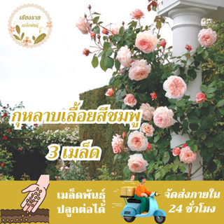 เมล็ดพันธุ์ กุหลาบเลื้อย กุหลาบสีชมพู 3 เมล็ด Pink Rose Seed…