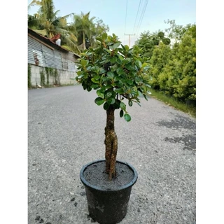 ต้นช้อนเงินช้อนทองทรงน่ารักๆสูง40-60 cm ตอเล็กทรงบอนไทร ตอไทรเกาหลีสวยๆ คุ้มค่าราคาน่ารัก