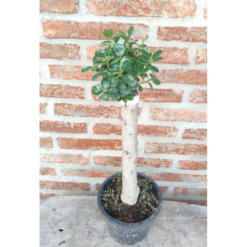 ต้นช้อนเงินช้อนทอง Banyan Tree (40-50cm) ไม้มงคลความหมายดี