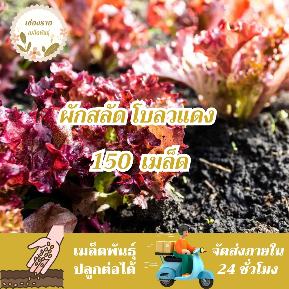 เมล็ดพันธุ์ ผักสลัดโบลว์แดง 150 เมล็ด Red Salad Bowl Lettuce Seed เมล็ดพันธุ์แท้ 100% นำเข้าจากต่างประเทศ