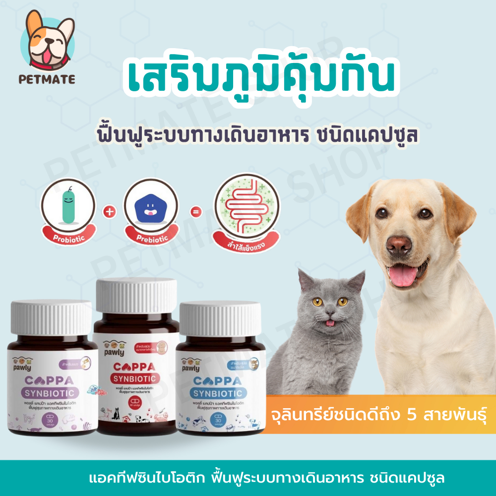 Pawly Cappa อาหารเสริมรักษาสมดุล แอคทีฟซินไบโอติก ช่วยฟื้นฟูระบบทางเดินอาหารของสุนัขและแมว