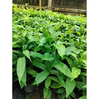 ต้นเอบิว ต้นอะบิวไต้หวัน ต้นเตี้ย ติดผลดก ผลใหญ่ ผลสีเหลือง เนื้อหวานหอมอร่อยมาก ต้นพร้อมปลูก สูง40-60ซ.ม แบบเพาะเมล็ด