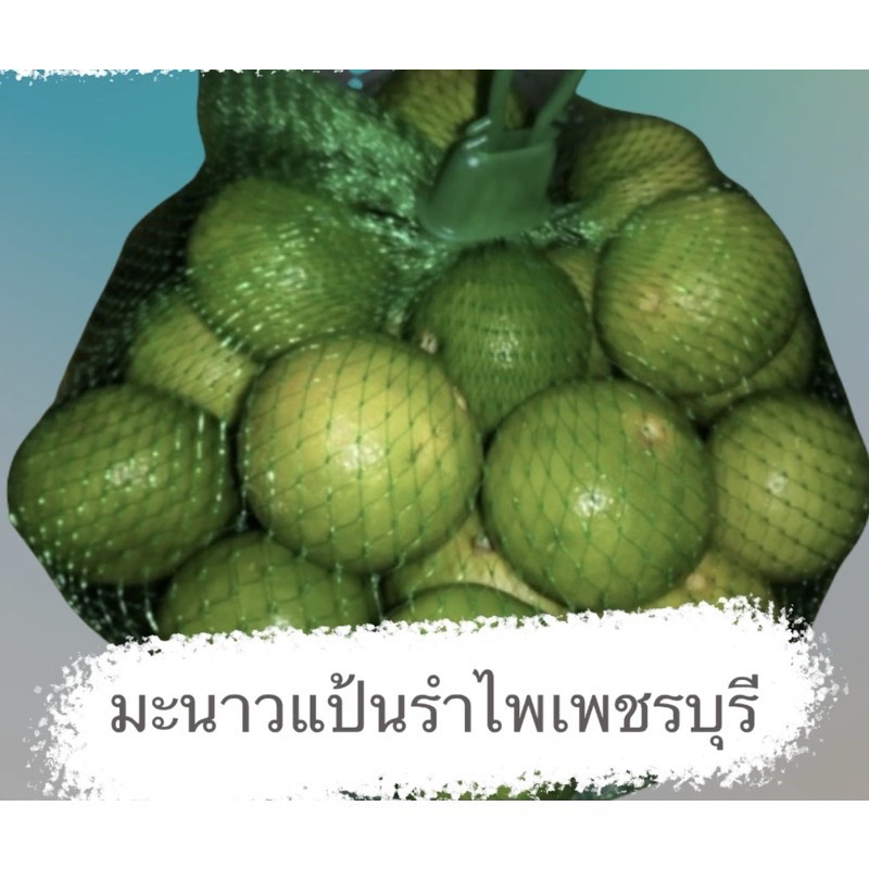 มะนาวแป้นรำไพเพชรบุรี ไซส์กลาง(เบอร์500) ครึ่งkg.ประมาณ 12-15ลูก