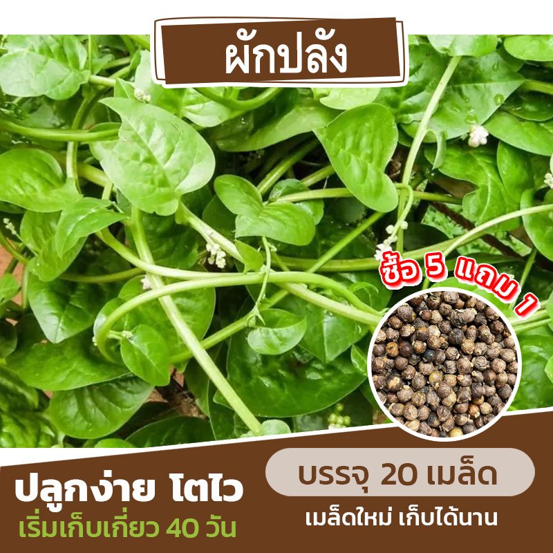 เมล็ด ผักปลัง แบ่งขาย 20 เมล็ด (ซื้อ 5 แถม 1) คละชนิดได้