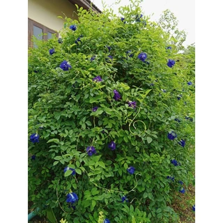 ดอกอัญชันแห้ง 500 กรัม Dried Blue Butterfly Pea Flowers 500 g