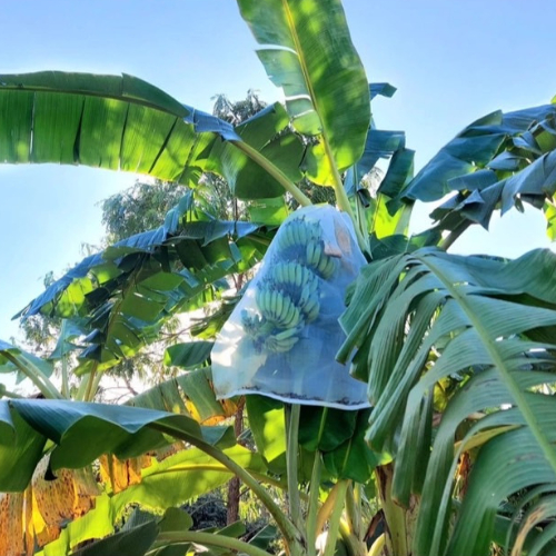 ⭐⭐(1ชิ้น) ถุงตาข่ายไนล่อน ขนาด 60x100และ80x100 ห่อขนุน ห่อผลไม้ ห่อกล้วย G0053