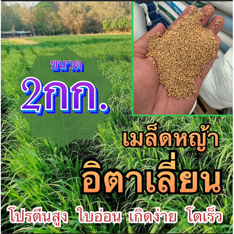 ✅ หญ้าอิตาเลี่ยน 2 กิโลกรัม #พร้อมปลูก(รับประกันการงอก) หญ้าเลี้ยงสัตว์ พันธ์ุหญ้า  หญ้าเลี้ยงวัว