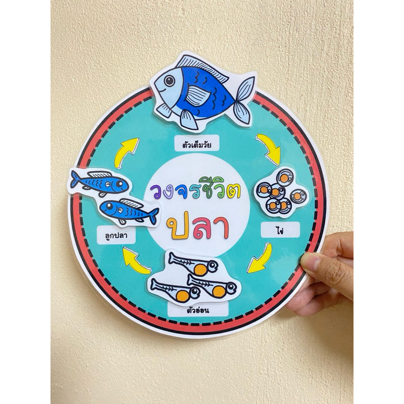 สื่อการสอน วงจรชีวิตสัตว์ เคลือบร้อน ติดตีนตุ๊กแก พร้อมใช้งาน