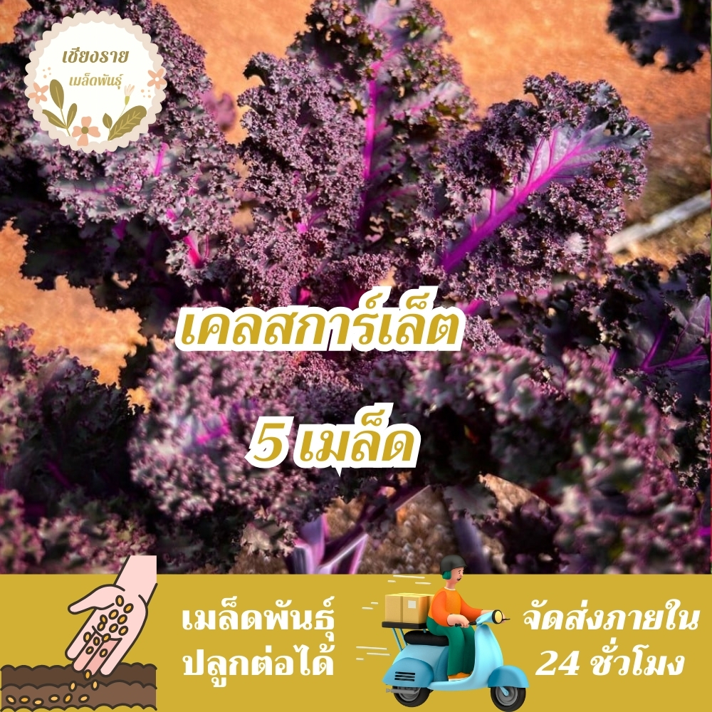 เมล็ดพันธุ์ คะน้าเคล สการ์เล็ต สีม่วง 5 เมล็ด Kale Scarlet เมล็ดพันธุ์แท้ นำเข้าจากต่างประเทศ ปลูกผัก สวนครัว ถูกดี