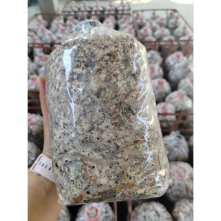 เชื้อเห็ดฟาง เชื้อเดินสวยพร้อมเพาะแถมฟรีคู่มือเพาะออกดอกเยอะ