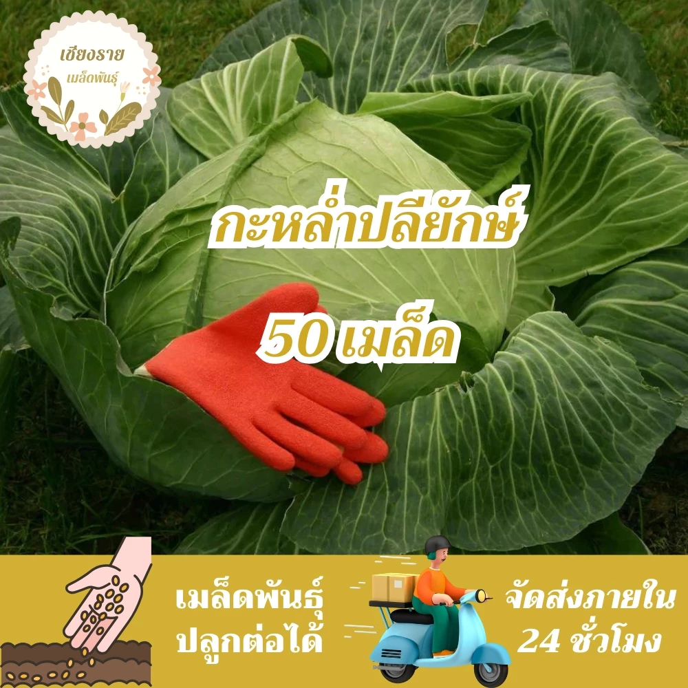 เมล็ดพันธุ์ กะหล่ำปลียักษ์ 50 เมล็ด Giant Russian Cabbage Seed เมล็ดพันธุ์แท้100% นำเข้าจากต่างประเทศ ปลูกผัก สวนครัว