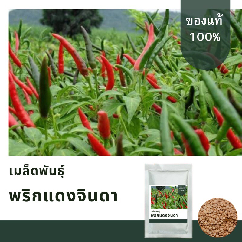 เมล็ดพันธุ์พริกแดงจินดา บรรจุ1,000 เมล็ด เมล็ดพันธุ์คัดพิเศษ มาตรฐาน อัตราการงอกสูง