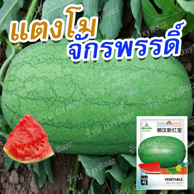 เมล็ดพันธุ์แตงโมจักรพรรดิ์ 50 เมล็ด เมล็ดแตงโมผลรี ผิวลาย เนื้อแดง ลูกใหญ่