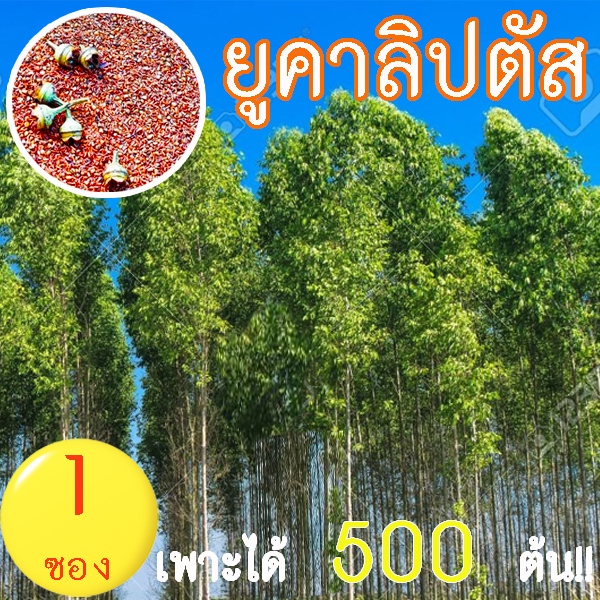 ยูคาลิปตัส📌10แถม1!!🎯ถูกที่สุด8บ.🎯เมล็ดพันธุ์ยูคาลิปตัส 500-3,000 เมล็ด🌱ปลูกง่าย💕ทนแล้ง🌱โตเร็ว