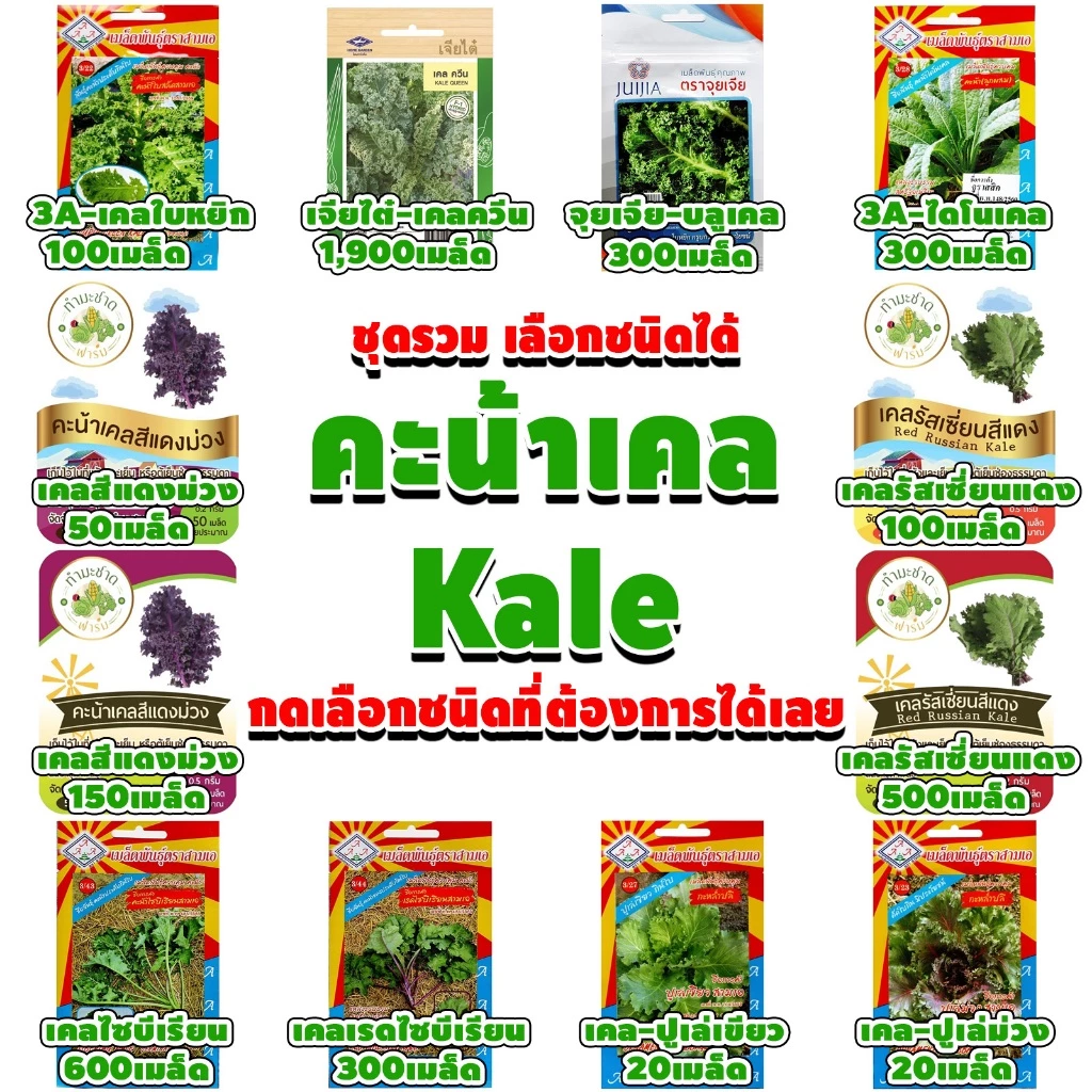 (เลือกชนิดได้) เมล็ดพันธุ์ คะน้าเคล Kale เคล ใบหยิก สการ์เล็ตเคล บลูเคล ไดโนเคล เคลไซบีเรียน เคลรัสเซียน เคลม่วง scarlet