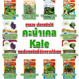 (เลือกชนิดได้) เมล็ดพันธุ์ คะน้าเคล Kale เคล ใบหยิก สการ์เล็ตเคล บลูเคล ไดโนเคล เคลไซบีเรียน เคลรัสเซียน เคลม่วง scarlet