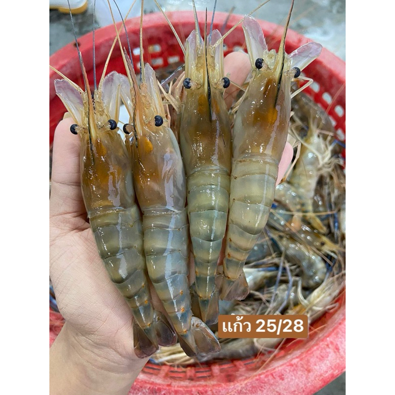 กุ้งหัวแก้ว(แบบสด)-มีหัวแก้วทุกตัว