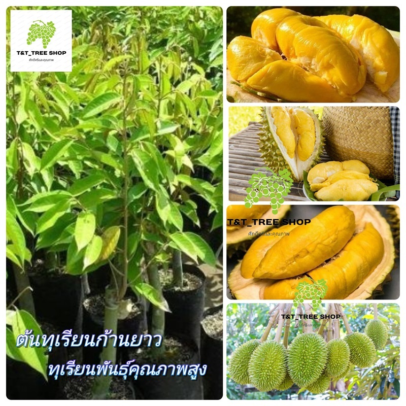 🌳ต้นทุเรียนก้านยาว 🌳 ทุเรียนพันธุ์คุณภาพสูง, ประโยชน์ทางเศรษฐกิจมหาศาล ต้นสูง 60-80 ซม🌳
