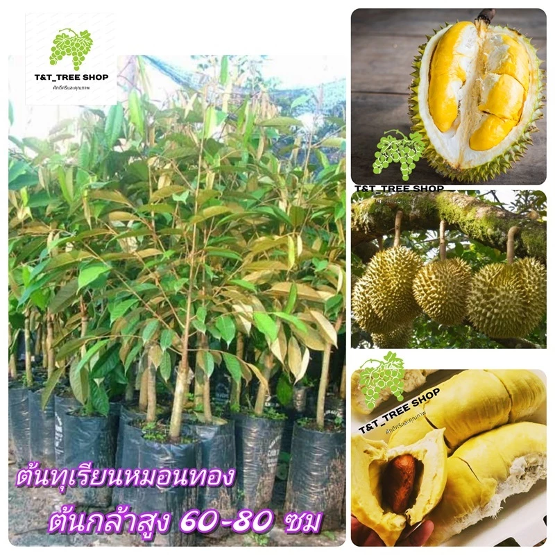 🌳3ต้นทุเรียนหมอนทอง🌳 ทุเรียนพันธุ์มีชื่อเสียงที่สุดของประเทศไทย. ต้นกล้าสูง 60-80 ซม🌳