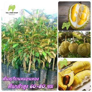 🌳3ต้นทุเรียนหมอนทอง🌳 ทุเรียนพันธุ์มีชื่อเสียงที่สุดของประเทศไทย. ต้นกล้าสูง 60-80 ซม🌳