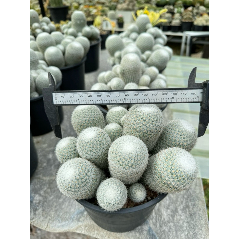ราคาถูกสุดคุ้มแคคตัส เข็มเงินกอใหญ่ Mammillaria geminispinaกระถาง6นิ้ว