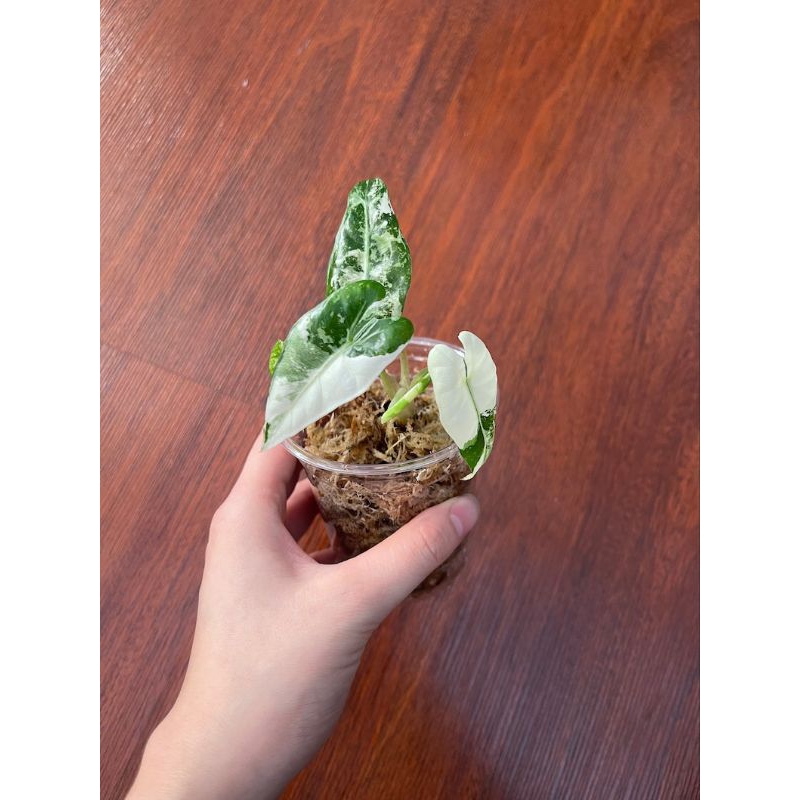 Alocasia Frydek Highly Variegatedต้นลูกเกิดจากไข่เพาะชำลายด่างกระจายสวยไม้เเรร์ไอเทมน่าสะสม - รูปที่ 2