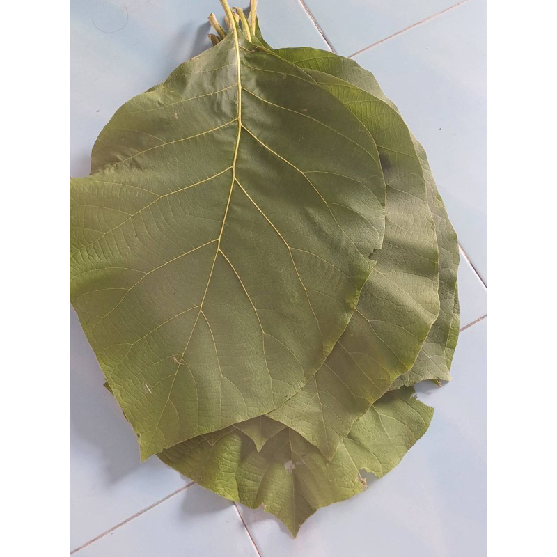 ใบสักทองสดๆจากสวน 1 กิโลกรัมราคา 97 บาท