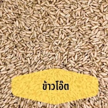 ข้าวโอ๊ต อาหารเสริมสำหรับนกแก้วทุกสายพันธุ์ ร่อนฝุ่นทุกถุง