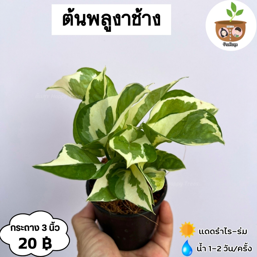 ต้นพลูงาช้าง จัดส่ง 2 ต้นขึ้นไป คละแบบได้